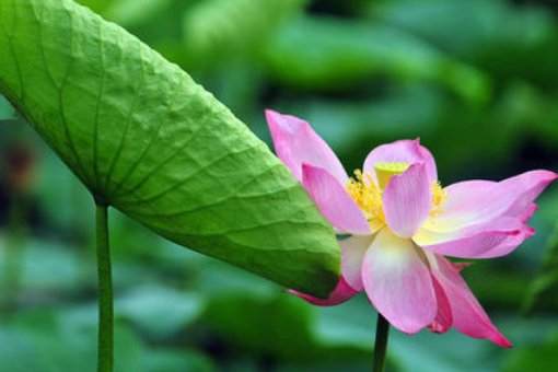 ＿ 说：＂荷叶是我的＿ 。＂＿ 在荷叶上，＿ 。 写三个。