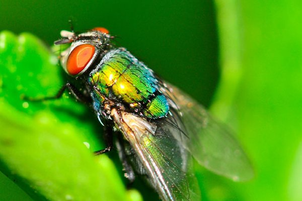 苍蝇有几种颜色？