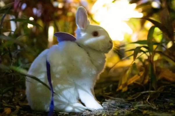 演古劝今猜一生肖动物