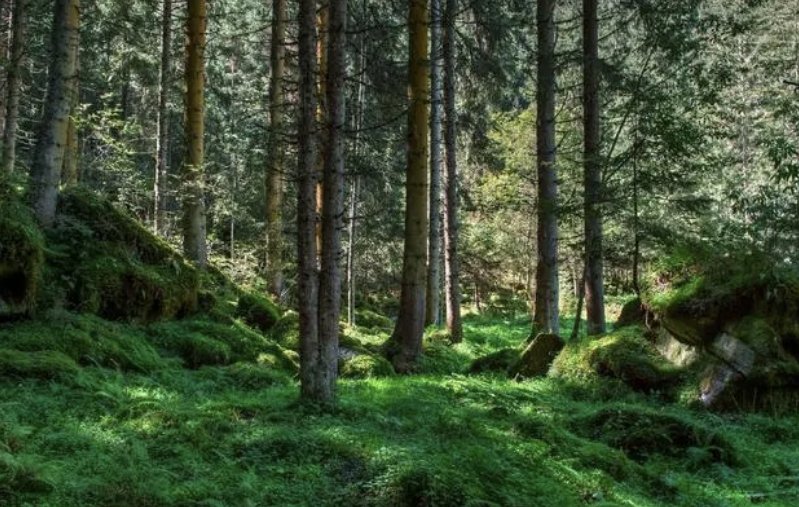 形容森林深处的意境