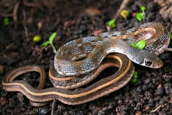 秋冬交替柏树绿打一生肖动物