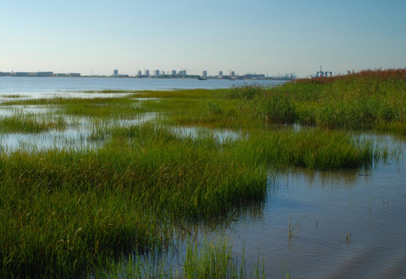 芳草萋萋的意思解释