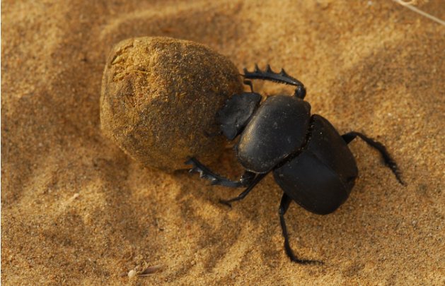 圣甲虫是什么？