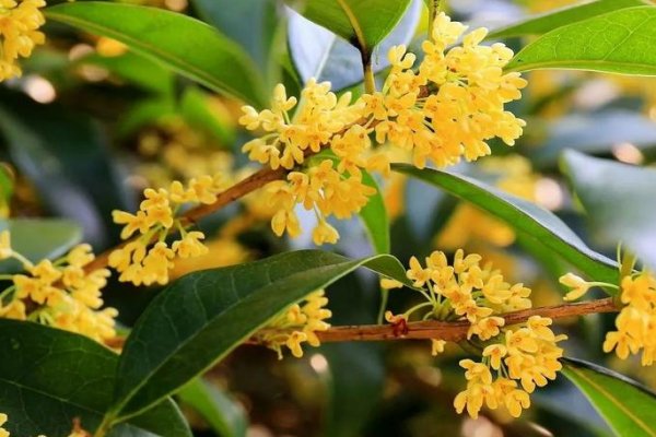 描写桂花飘香的优美句子