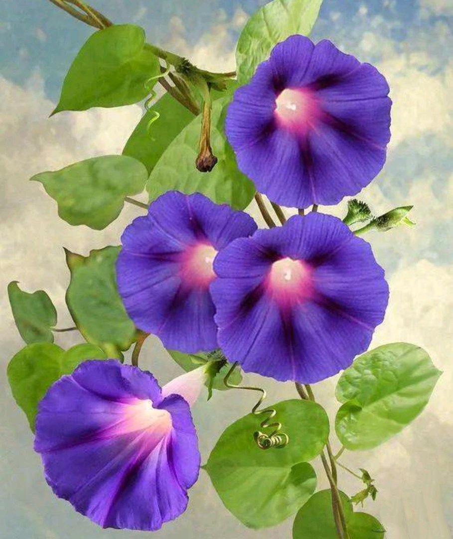 夕颜花和牵牛花的区别是什么啊?