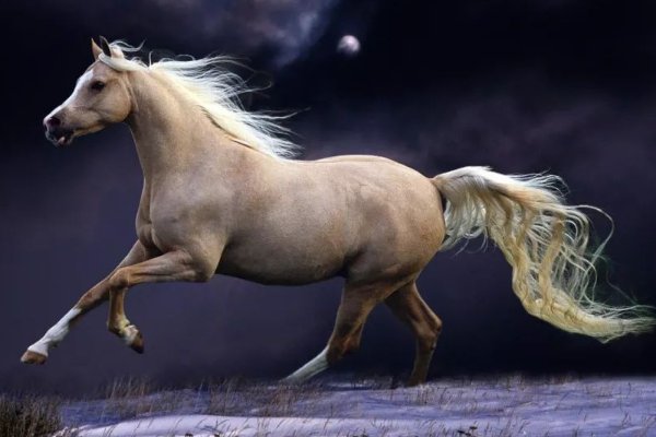 身强体壮三大生肖是什么