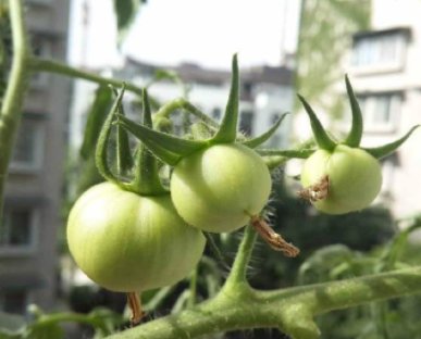 西红柿打叉掐尖图解