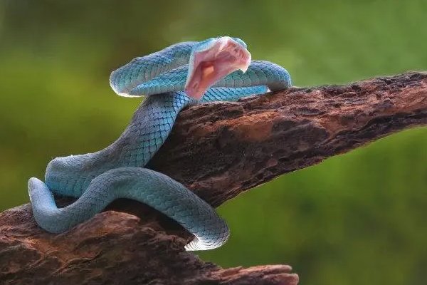 显赫一时指什么生肖动物