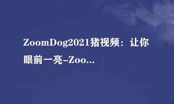 ZoomDog2021猪视频：让你眼前一亮-ZoomDog 2021：惊艳猪视频登场！