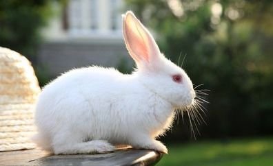 真让人心疼,总是委曲求全的生肖有哪些,你知道吗?