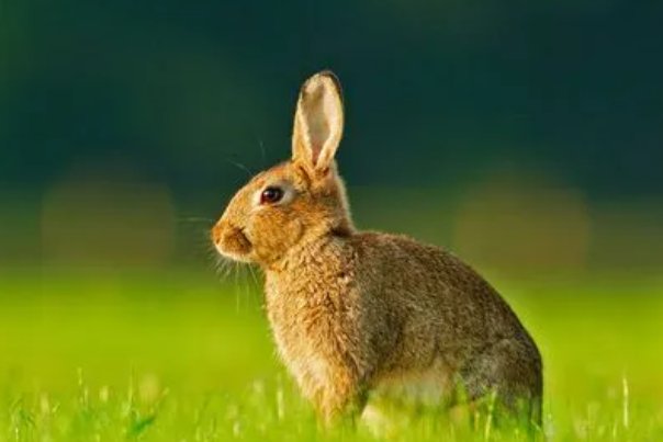 八面春风吹大地指什么动物