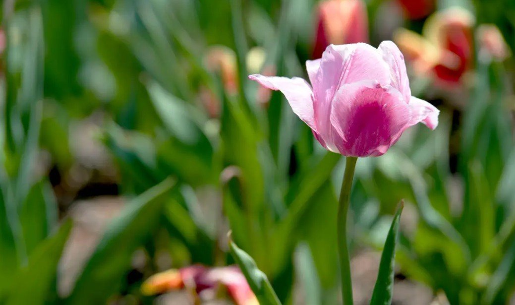 雍容典雅是什么意思