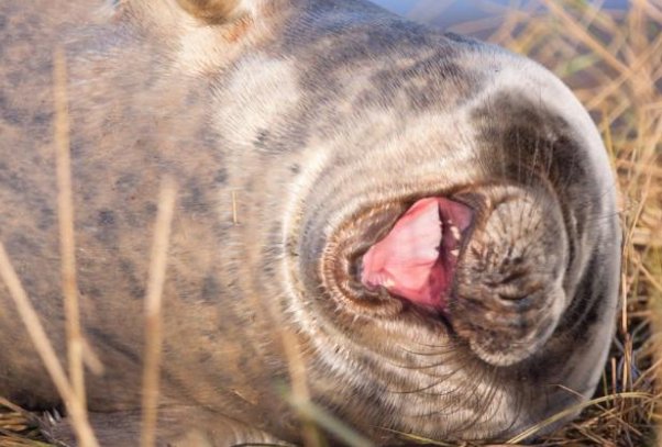 可笑是什么意思