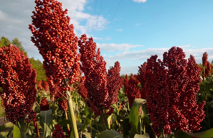 量子纠缠在多远的距离中会失效？