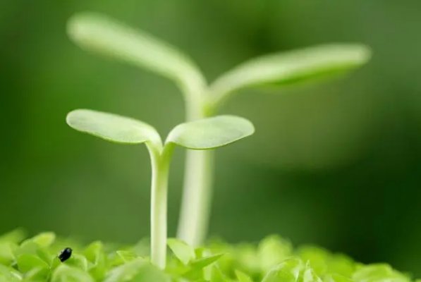 芽芽是什么意思