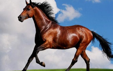 龙血玄黄猜生肖