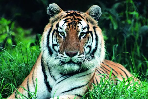 八面春风吹大地指什么动物