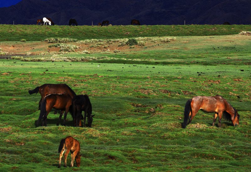 芳草萋萋的意思解释