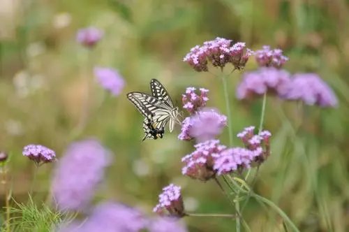 曲江二首中的“穿花蛱蝶深深见,点水蜻蜓款款飞”的生物特征是什么？