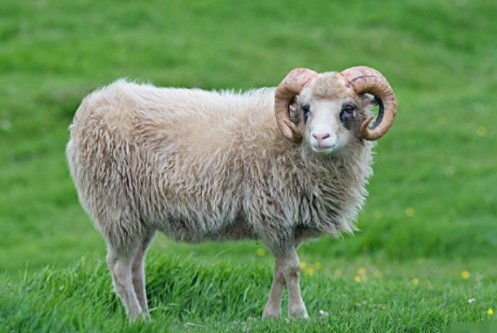 零七碎八打一动物生肖