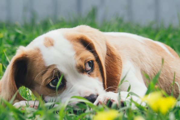 缺三短四猜生肖