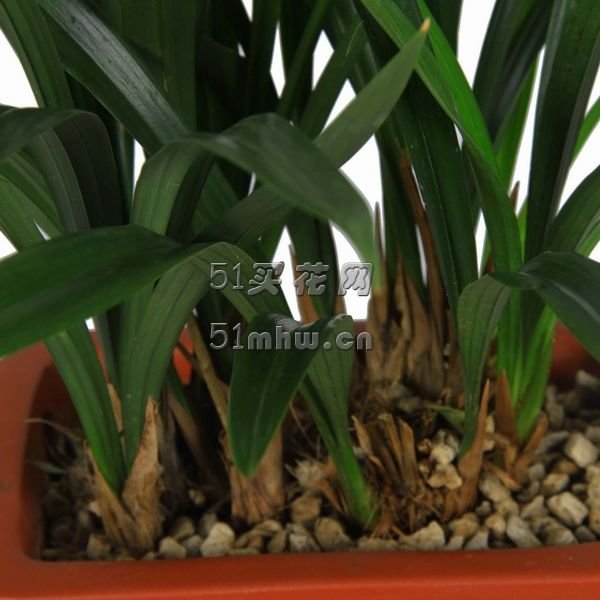 摘叶网的购物省钱原理