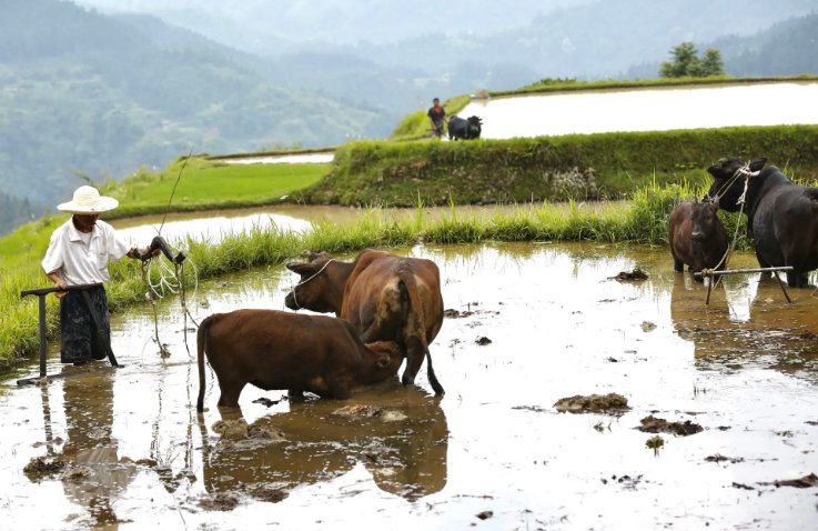 赞美劳动的五言绝句有哪些？