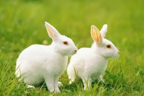 絮絮叨叨指什么生肖