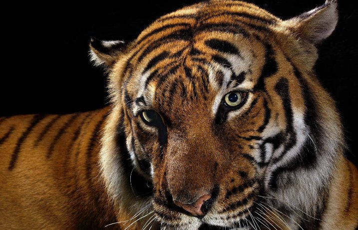 秋雨绵绵是什么动物生肖