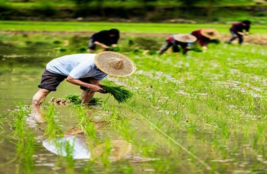 大溪文化的居民以什么作农业为主