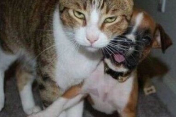 学霸隐藏式骂人歇后语