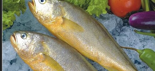 金标鱼是海鱼吗?