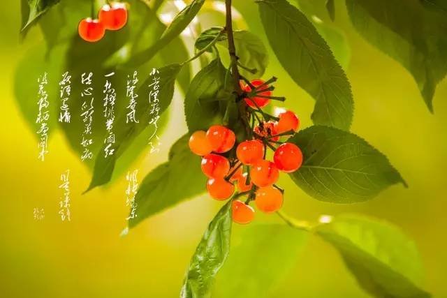 春天在樱桃树上做的事是什么意思