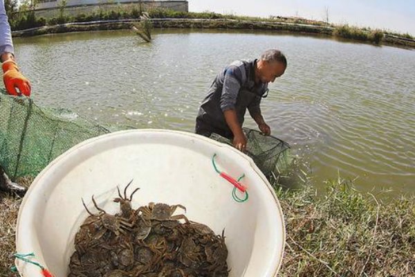 上海大闸蟹价格降一半、销量猛增，大闸蟹的价格缘何下跌？
