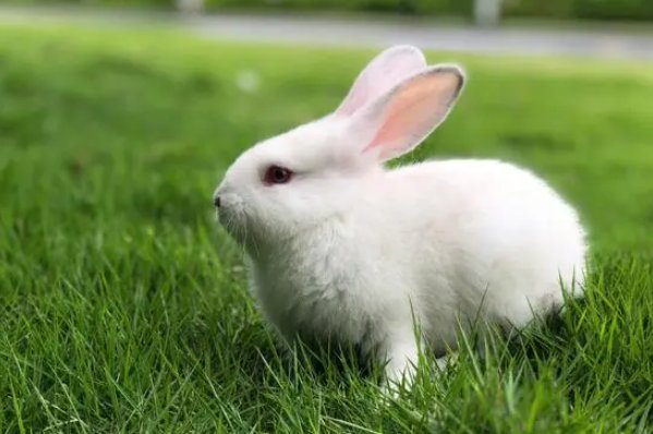 演古劝今猜一生肖动物