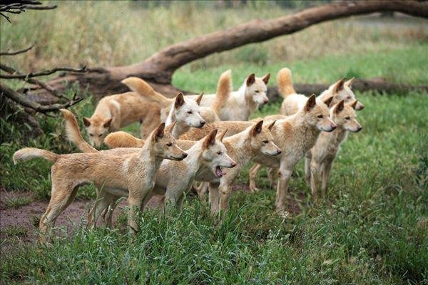 齐齐哈尔“疑似狼”真实身份竟是野狗,野狗的攻击性有多强?