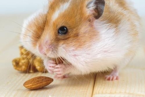 适者生存，为了所谓梦想手段肮脏的生肖有哪些？