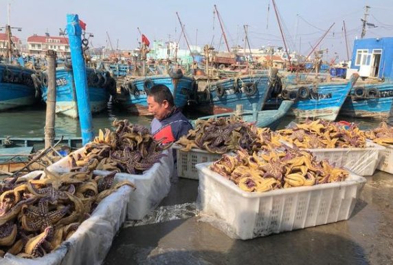 经济损失1亿元！青岛胶州湾已捕杀海星约45万斤，海星是外来生物侵入吗？