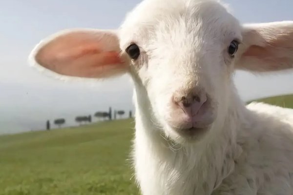 春风细雨打一个生肖动物