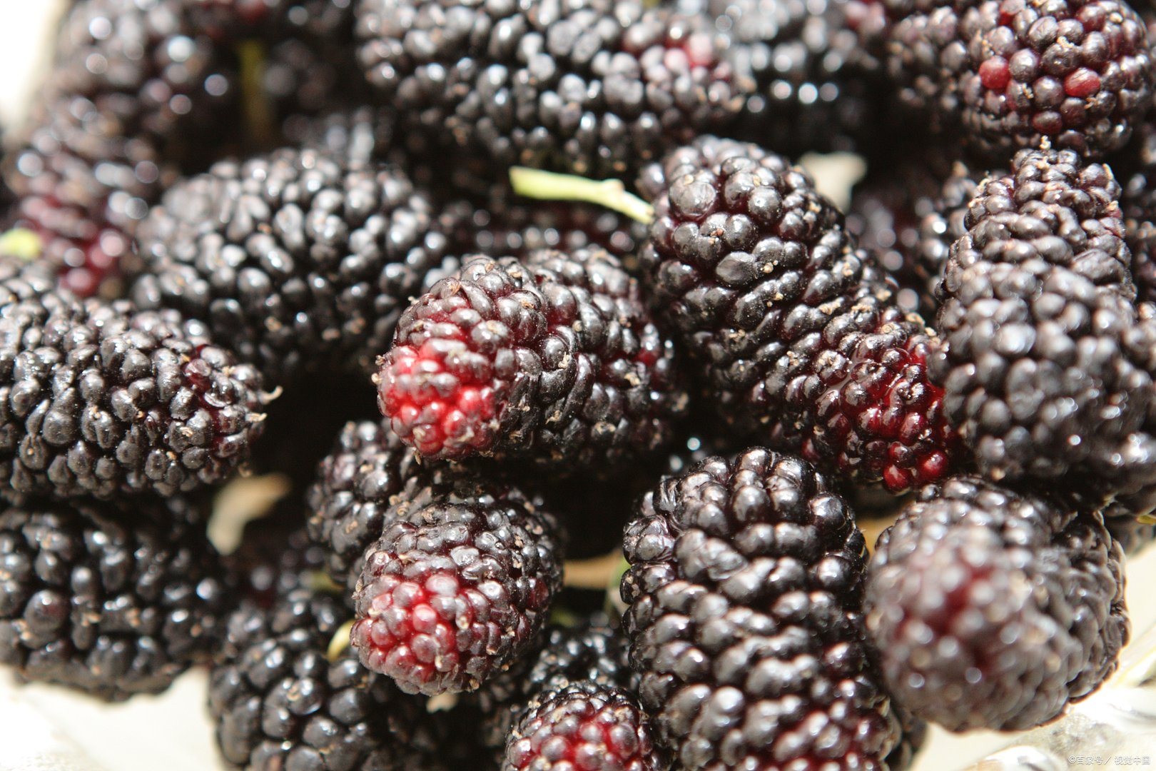 蚂蚁庄园：古人常用什么树来借指故乡？是桑树和梓树吗？