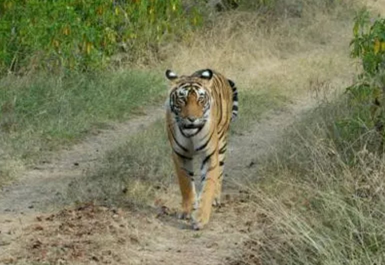 三泰虎 龙腾翻译