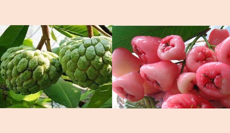 释迦和莲雾是夫妻果吗?