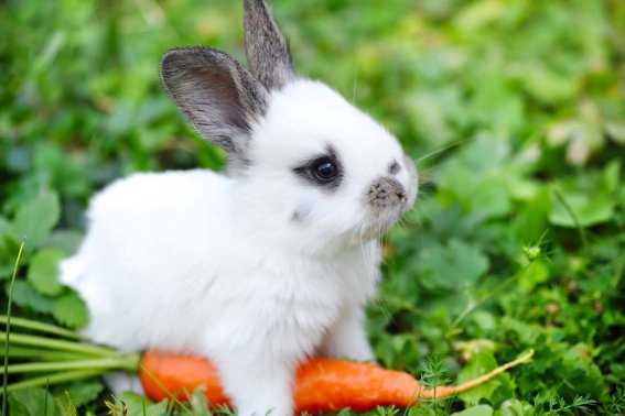 色中饿鬼打一动物生肖