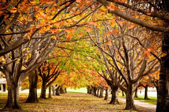 秋的声音仿写句子三年级