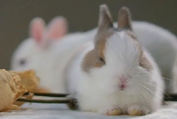 两头担心,是什么生肖