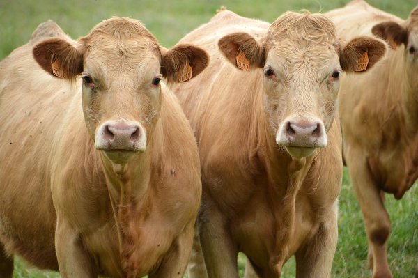 根壮叶茂打一最佳肖