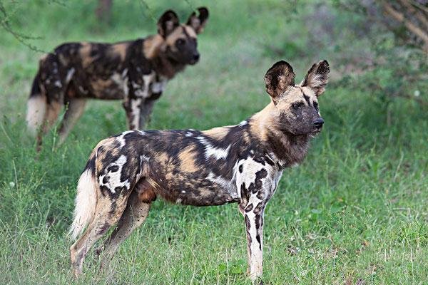 齐齐哈尔“疑似狼”真实身份竟是野狗,野狗的攻击性有多强?