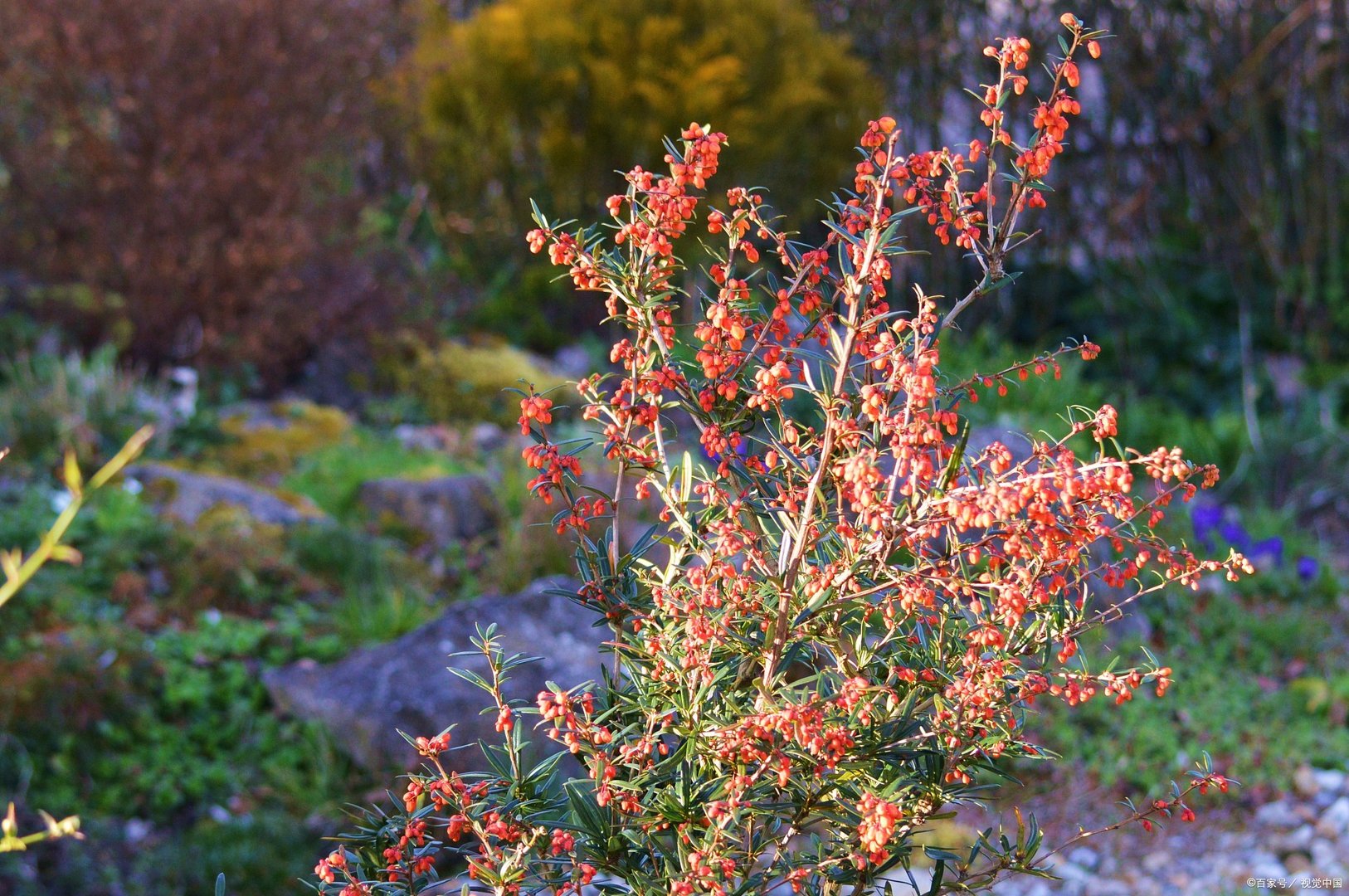远方的山楂树大结局