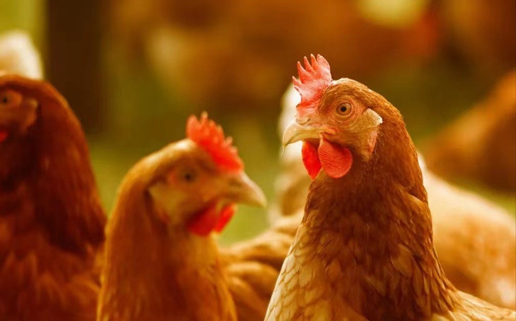 焦急如焚打一个生肖