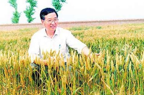 小麦之父是谁